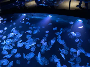 すみだ水族館に投稿された画像（2021/12/20）