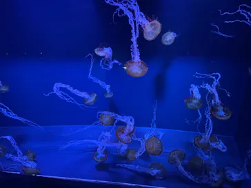 すみだ水族館に投稿された画像（2021/12/20）