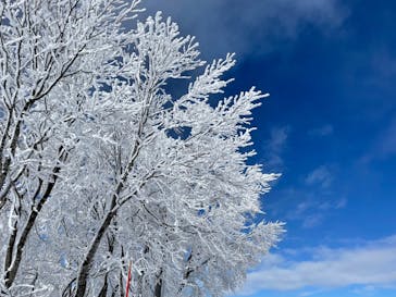 野沢温泉スキー場に投稿された画像（2021/12/20）
