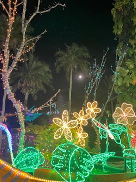 美らヤシパークオキナワ・東南植物楽園に投稿された画像（2021/12/20）