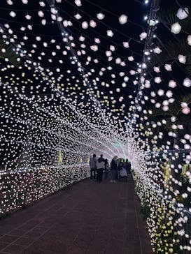 美らヤシパークオキナワ・東南植物楽園に投稿された画像（2021/12/20）