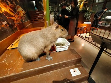 Moff animal world MARK IS みなとみらい店に投稿された画像（2021/12/20）