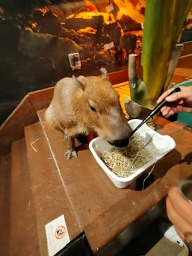 Moff animal world MARK IS みなとみらい店に投稿された画像（2021/12/20）