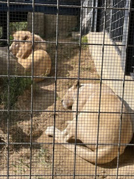 沖縄こどもの国に投稿された画像（2021/12/20）