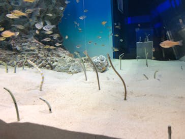 アクアワールド茨城県大洗水族館に投稿された画像（2021/12/20）