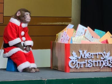 おさるランド＆アニタウン　日光さる軍団劇場に投稿された画像（2021/12/20）