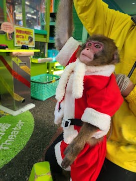 おさるランド＆アニタウン　日光さる軍団劇場に投稿された画像（2021/12/20）