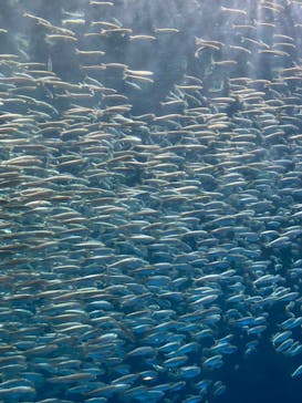 名古屋港水族館に投稿された画像（2021/12/20）