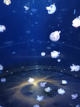 新江ノ島水族館に投稿された画像（2021/12/20）