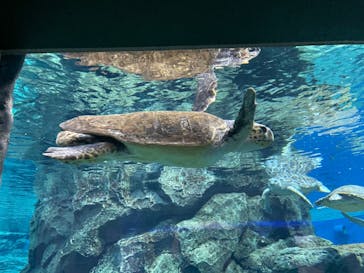 名古屋港水族館に投稿された画像（2021/12/20）