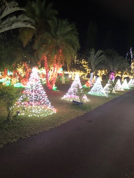 美らヤシパークオキナワ・東南植物楽園に投稿された画像（2021/12/20）