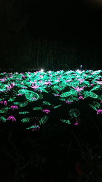 美らヤシパークオキナワ・東南植物楽園に投稿された画像（2021/12/20）