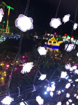 美らヤシパークオキナワ・東南植物楽園に投稿された画像（2021/12/20）