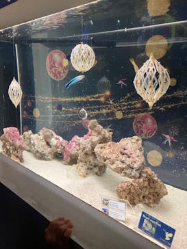 マクセル アクアパーク品川に投稿された画像（2021/12/21）