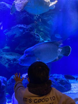 マクセル アクアパーク品川に投稿された画像（2021/12/21）