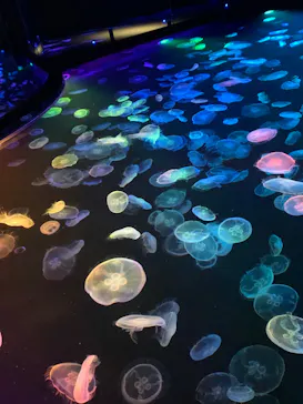 すみだ水族館に投稿された画像（2021/12/21）