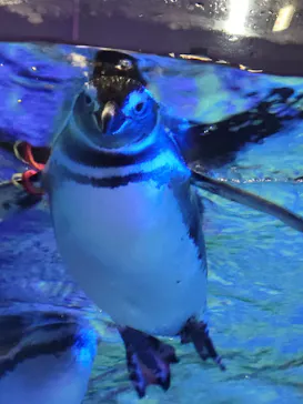 すみだ水族館に投稿された画像（2021/12/21）