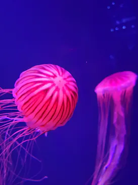 すみだ水族館に投稿された画像（2021/12/21）