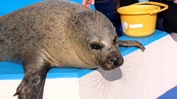 ゼロ距離水族館 伊勢シーパラダイスに投稿された画像（2021/12/21）