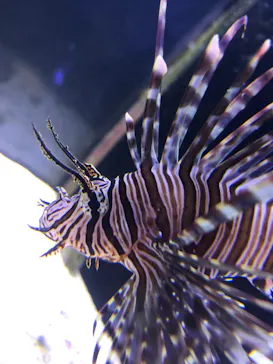 横浜・八景島シーパラダイスに投稿された画像（2021/12/21）