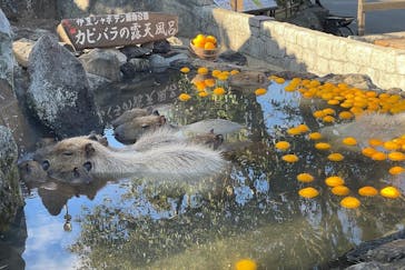 伊豆シャボテン動物公園に投稿された画像（2021/12/21）