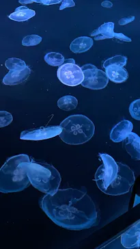 すみだ水族館に投稿された画像（2021/12/21）
