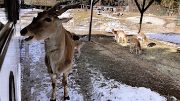 那須サファリパークに投稿された画像（2021/12/21）