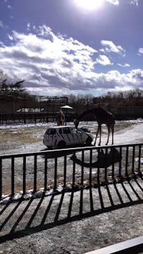 那須サファリパークに投稿された画像（2021/12/21）