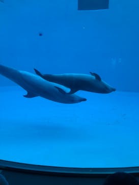 名古屋港水族館に投稿された画像（2021/12/21）