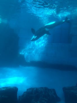 名古屋港水族館に投稿された画像（2021/12/21）