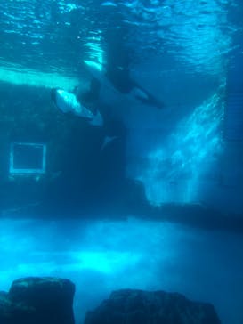 名古屋港水族館に投稿された画像（2021/12/21）