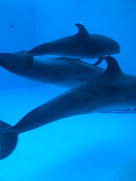 名古屋港水族館に投稿された画像（2021/12/21）