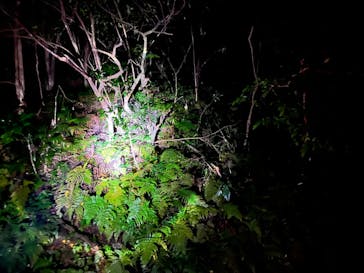 奄美ナイトツアーサービスに投稿された画像（2021/12/21）