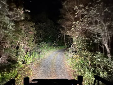 奄美ナイトツアーサービスに投稿された画像（2021/12/21）