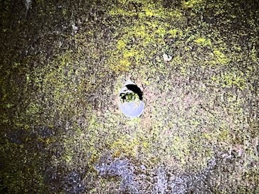 奄美ナイトツアーサービスに投稿された画像（2021/12/21）