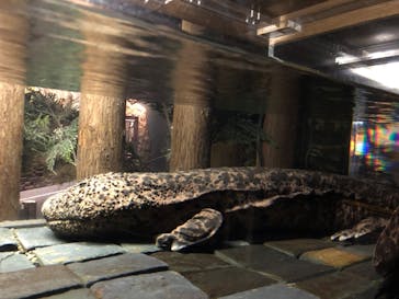 京都水族館に投稿された画像（2021/12/21）