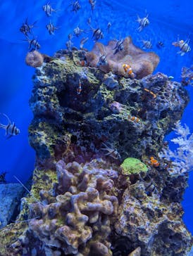 アクアワールド茨城県大洗水族館に投稿された画像（2021/12/21）