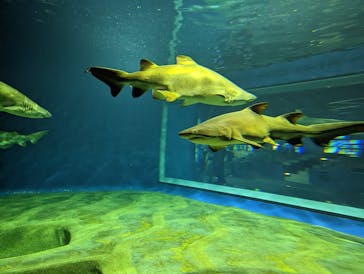 アクアワールド茨城県大洗水族館に投稿された画像（2021/12/21）