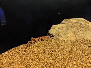 アクアワールド茨城県大洗水族館に投稿された画像（2021/12/21）