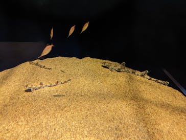 アクアワールド茨城県大洗水族館に投稿された画像（2021/12/21）