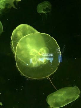 伊豆・三津シーパラダイスに投稿された画像（2021/12/22）