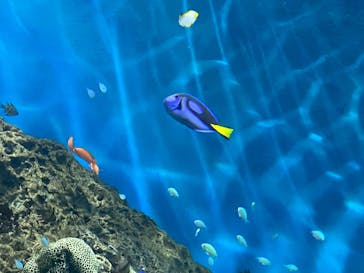 アクアワールド茨城県大洗水族館に投稿された画像（2021/12/22）