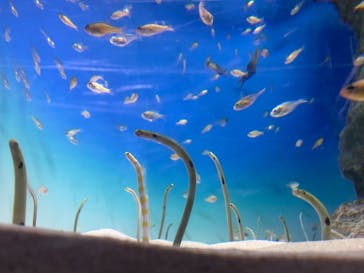 アクアワールド茨城県大洗水族館に投稿された画像（2021/12/22）