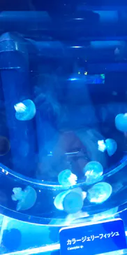 すみだ水族館に投稿された画像（2021/12/22）