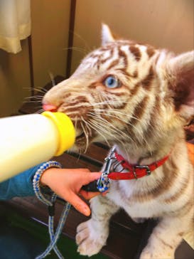 しろとり動物園に投稿された画像（2021/12/22）