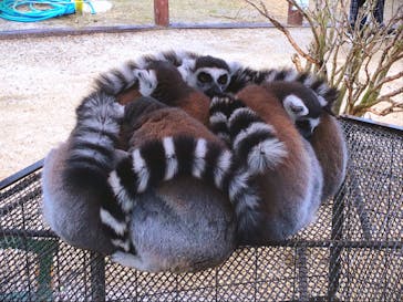 しろとり動物園に投稿された画像（2021/12/22）