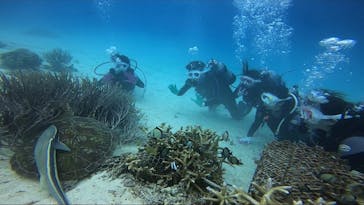 青の洞窟専門店　沖縄ダイビングショップ和に投稿された画像（2021/12/22）