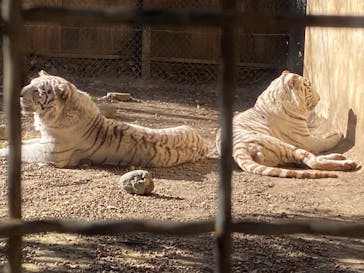 群馬サファリパークに投稿された画像（2021/12/22）
