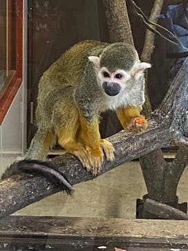 群馬サファリパークに投稿された画像（2021/12/22）