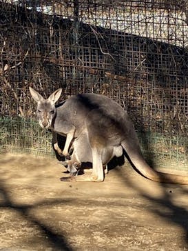 群馬サファリパークに投稿された画像（2021/12/22）